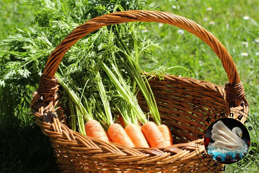 Tout savoir sur les carottes (pas à pas en photos)