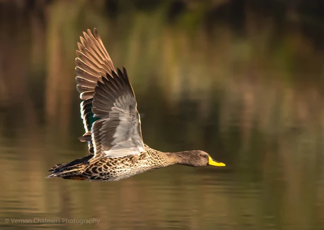 Yellow-Billed Duck in Flight Table Bay Nature Reserve Woodbridge Island Photo Vernon Chalmers