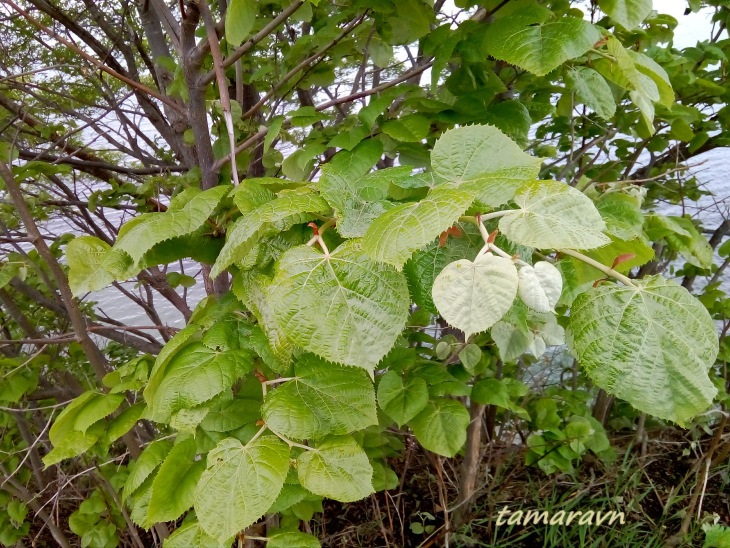 Липа маньчжурская (Tilia mandshurica)