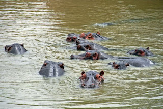 HIPPOPOTAMI IN RIVER