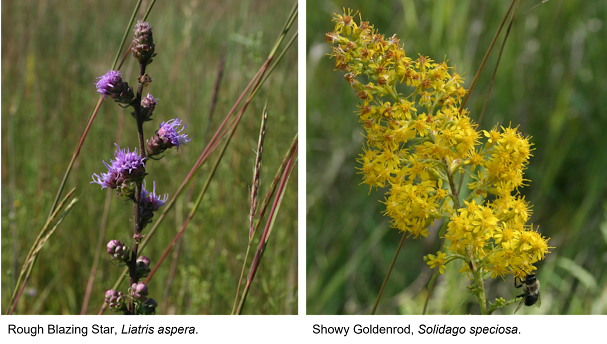 Spike of heads of rough blazing star and panicle of heads of showy goldenrod.