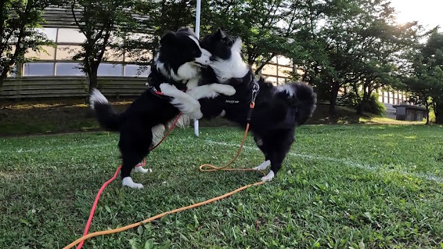 保護犬 ボーダーコリー トーマ