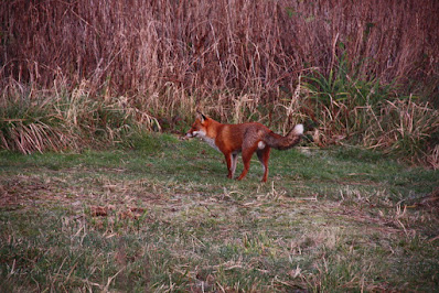 Fox sighted at New Ferry Butterfly Park