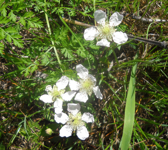 Dewberry wildflower at White Rock Lake, Dallas, Texas