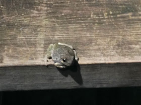 frog crossing a rail