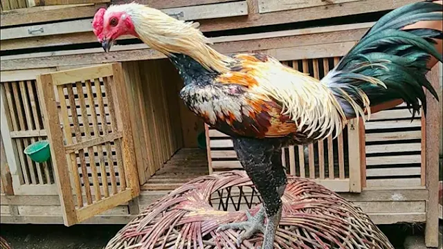 ayam mangon