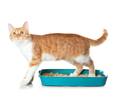 tabby cat standing in cat litter