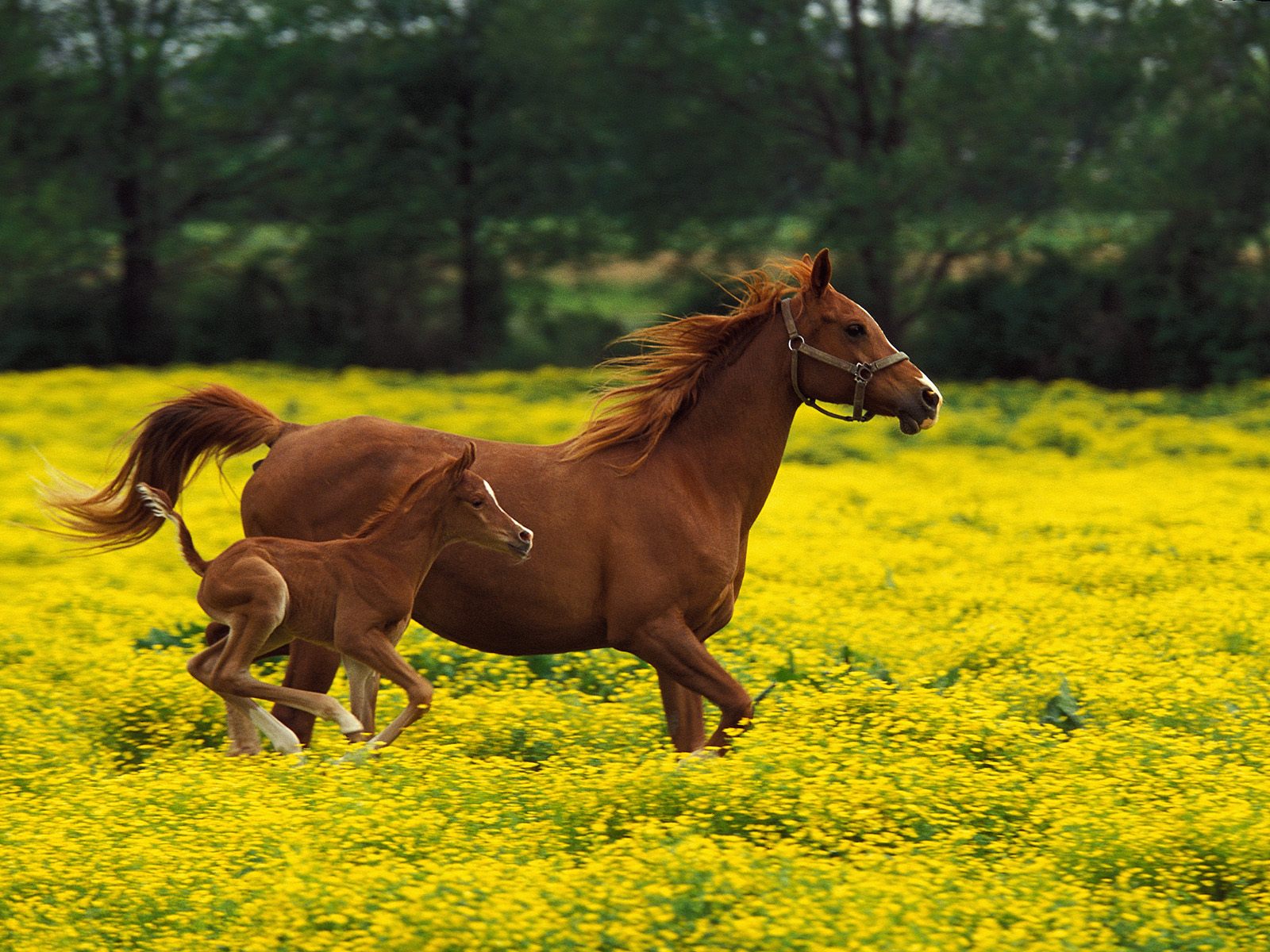 All Wallpapers: Beautiful Horse Hd Wallpapers 2013