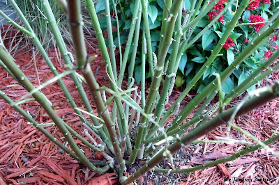 Last of the Monarch Butterfly Caterpillars on the Barren Tropical Milkweed