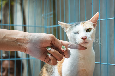 A calico cat in a blue cage is scratched by an extended hand