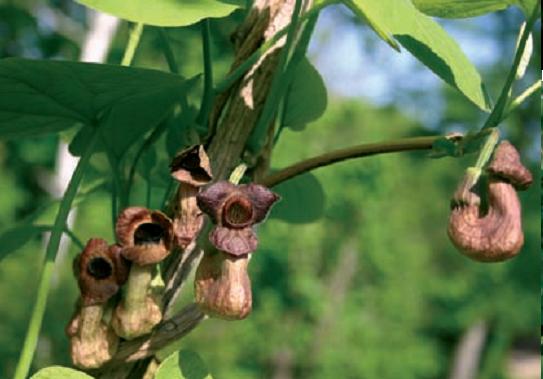 Кирказон маньчжурский / Аристолохия маньчжурская (Aristolochia manshuriensis)