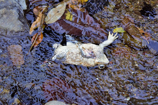 dead toad in a river