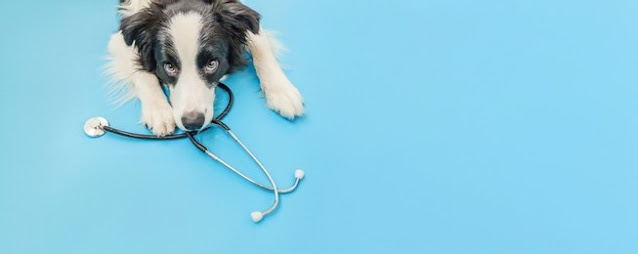 What Is Preventive Care, And Why Is It So Important For My Dog?