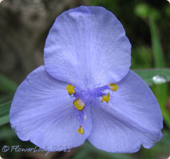 11-09-spiderwort2