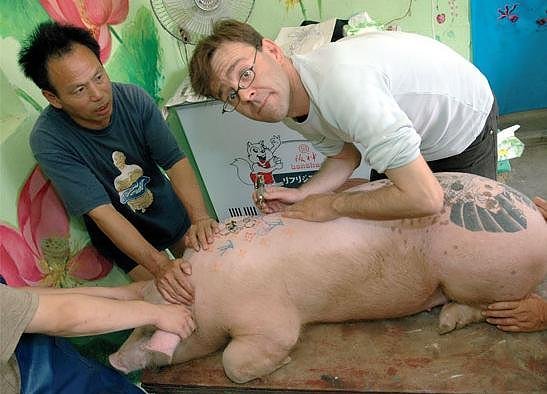 tattoo pig. his actual tattooed pigs