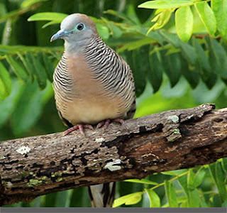 burung perkutut 