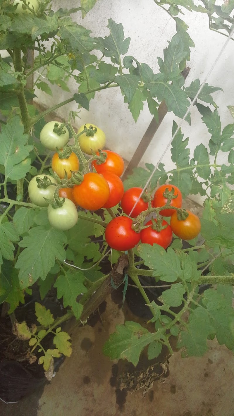 11+ Tanaman Tomat Berbunga Tapi Tidak Berbuah, Tercantik!