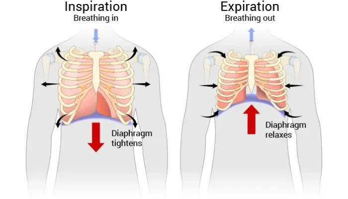 Support Healthy Lungs