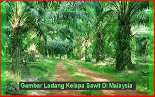 Gambar Ladang Kelapa Sawit Di Malaysia