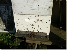 bees seeking the sun