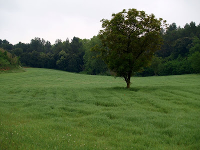 Camp de Ca n'Ametller