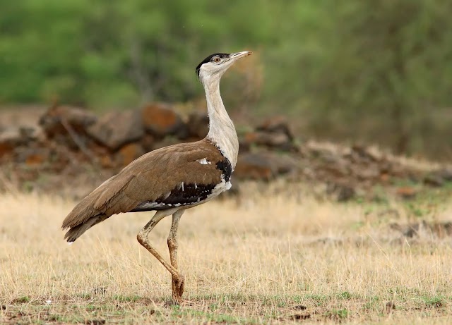 Quase extinta, a grande abetarda indiana trava luta pela sobrevivência