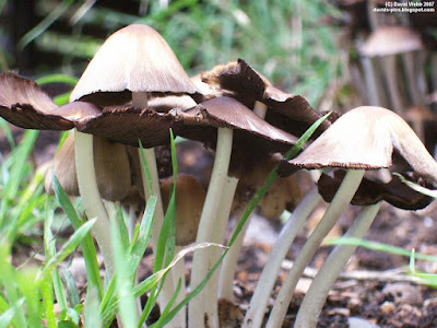 tall white mushrooms with brown mushroom heads in green grass and brown dirt