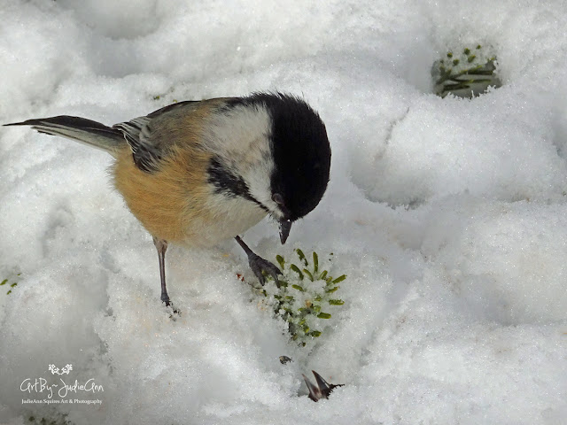 Chickadees