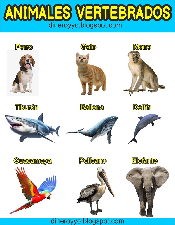 Animales vertebrados lámina de recortes, imagenes de animales vertebrados, lamina de vertebrados, cuales son los animales vertebrados, ejemplos de animales vertebrados, animales vertebrados comunes, 10 animales vertebrados