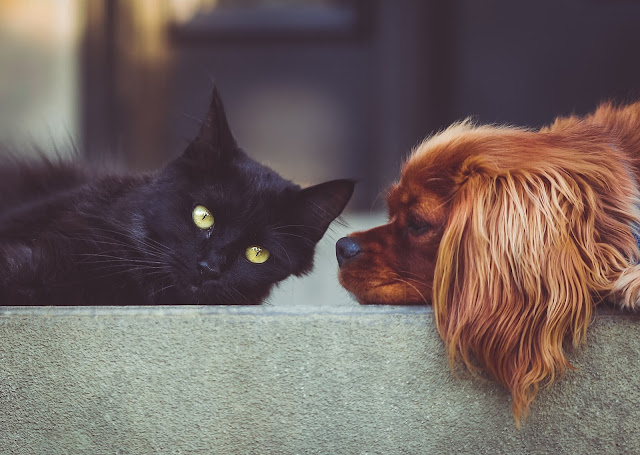 Vale la pena el seguro para mascotas - Cuidados para mascotas