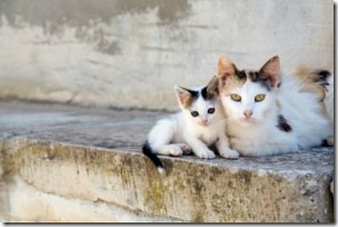 gata-y-cria-300x200