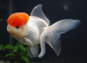 Oranda Red cap