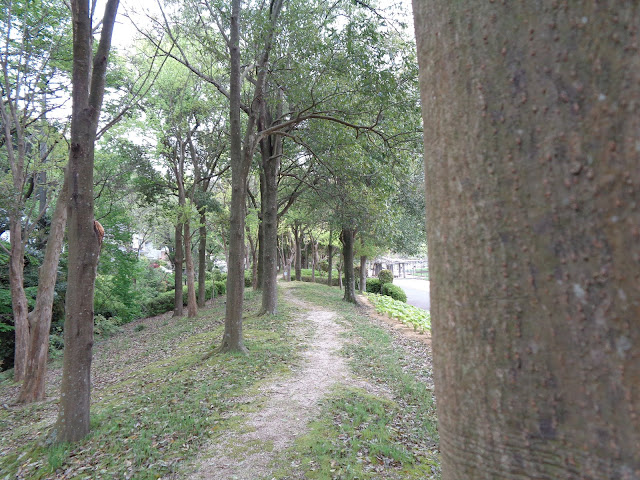 東郷湖羽合臨海公園あやめ池公園