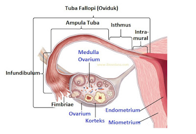  Tahukah kamu apa fungsi tuba fallopi atau oviduk pada wanita 4+ Fungsi Oviduk (Tuba Fallopi) Pada Wanita