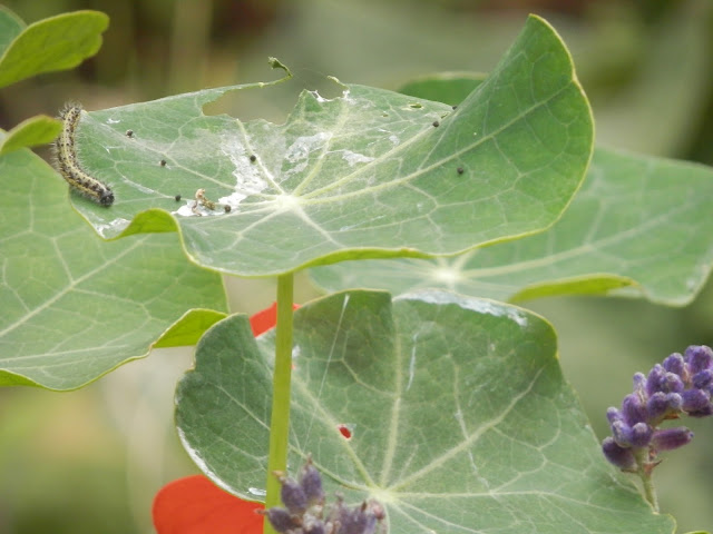 Diary of a suburban edible garden, August 2017. From UK garden blogger secondhandsusie.blogspot.com #garden #suburbangarden #ediblegarden #permaculturegarden #suburbanpermaculture 