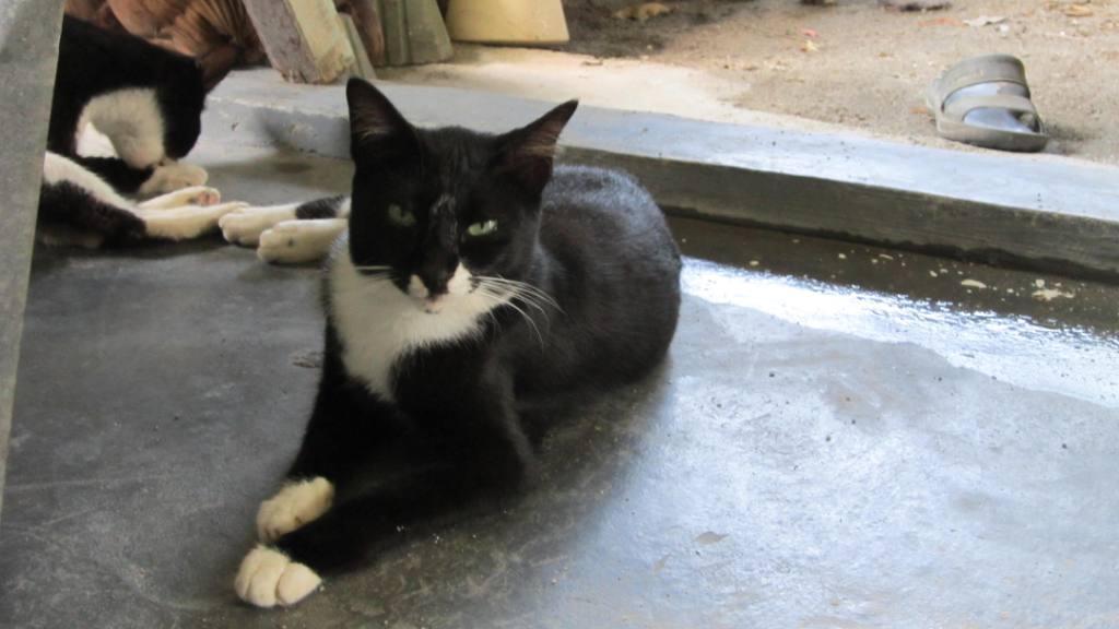 Kucing Hitam  kami sayaNg kuciNg