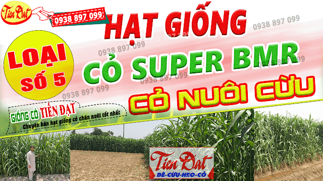 Loại giống cỏ nuôi cừu năng suất cao là cỏ ngô