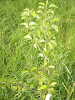 One of Two Pear Trees