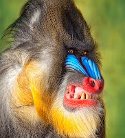 Rainbow colored face baboon angry smiling showing teeth 