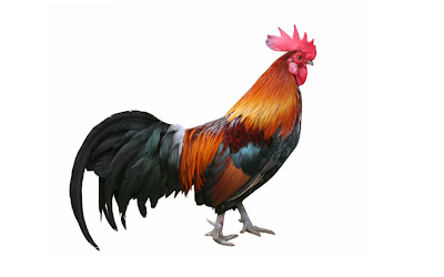 22 Fakta  Menarik  tentang Ayam Sepenuhnya