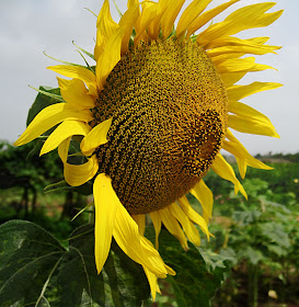 sunflower form the side