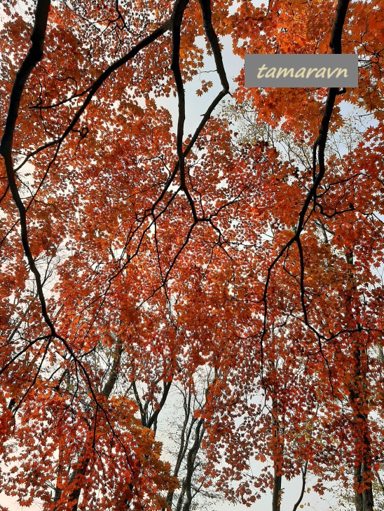 Клён ложнозибольдов (Acer pseudosieboldianum)