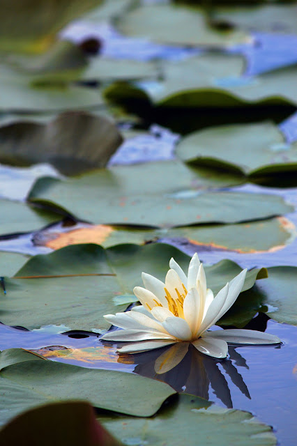 Water Lily