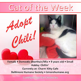 Cat of the Week: Adopt Chili! #CharmKittyCafe #bmorehumane