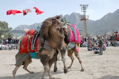 Camel Wrestling