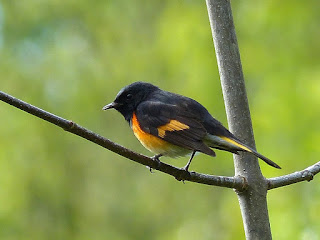 Paruline flamboyante - Setophaga ruticilla 