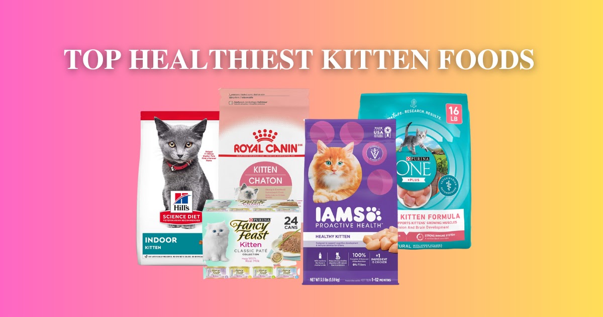 Top 5 Healthiest Kitten Food - Best Kitten Food in 2023