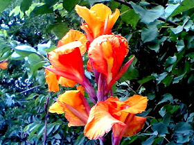 canna flower photo