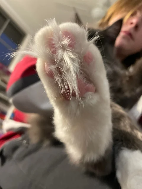 The Maine Coon cat's hairy feet are wonderful.