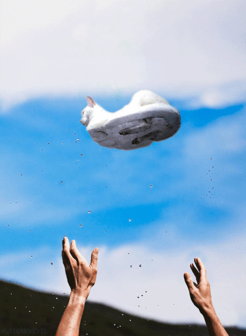 Art Cat GIF • Paranormal CATivity • White cat floating in the air like a drone